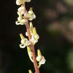 Triglochin bulbosa Blüte