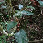 Begonia mannii List