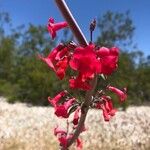 Penstemon utahensis 花