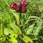 Gentiana purpurea عادت داشتن