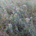 Helichrysum globosum Habit