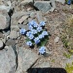 Myosotis corsicana Flower