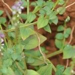 Scutellaria lateriflora Leaf