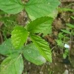 Rubus hispidus Leaf