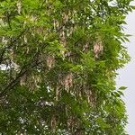 Fraxinus pennsylvanica Gyümölcs