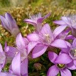 Gentianella germanica Fleur