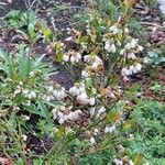 Vaccinium angustifolium عادت داشتن