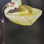 Utricularia minor Цветок