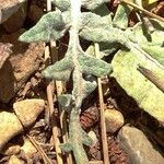 Rhaponticum coniferum पत्ता