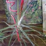 Tillandsia schiedeana Hábito