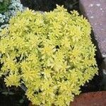 Sedum japonicum Hoja
