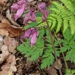 Dicentra formosa 花