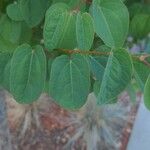 Cercidiphyllum japonicumLeaf