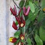 Thunbergia mysorensis 花