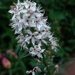 Lysimachia ephemerum