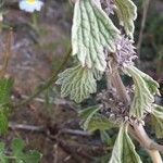 Marrubium alysson Hoja