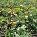 Cucurbita maxima عادت داشتن