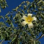 Ceiba insignis Квітка