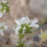 Arenaria aggregata 花