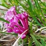 Daphne striata Blomst