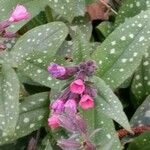 Pulmonaria affinis Květ