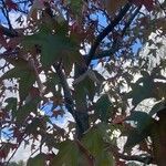 Liquidambar formosanaLeaf