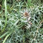 Eryngium bourgatii Λουλούδι