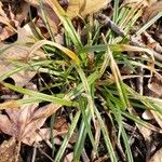 Carex sylvatica आदत