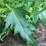Chenopodium rubrum Hoja
