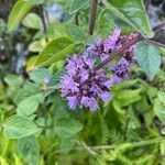 Origanum vulgare Flower