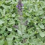 Salvia verbenaca Habitus