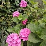 Hydrangea macrophylla 形態