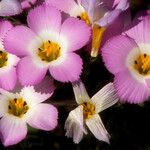 Linanthus dianthiflorus Flor