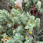 Veronica albicans Folha