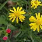 Senecio madagascariensis Flor