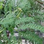 Vachellia nilotica 葉