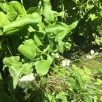 Cardamine asarifolia Likasa