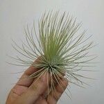 Tillandsia juncea 葉