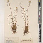 Cyperus remotus Outro