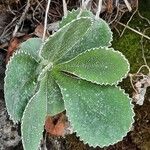 Primula marginata पत्ता