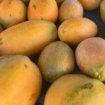 Carica papaya Frukto