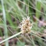 Carex sororia