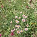 Erigeron alpinus Çiçek