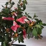 Rhododendron indicum Bloem