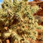 Cylindropuntia fulgida Fuelha