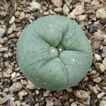 Lophophora diffusa Blad