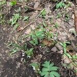 Claytonia caroliniana Blomst