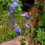 Salvia azurea 花