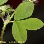 Trifolium ligusticum Leaf