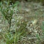 Anacamptis coriophora Hábito
